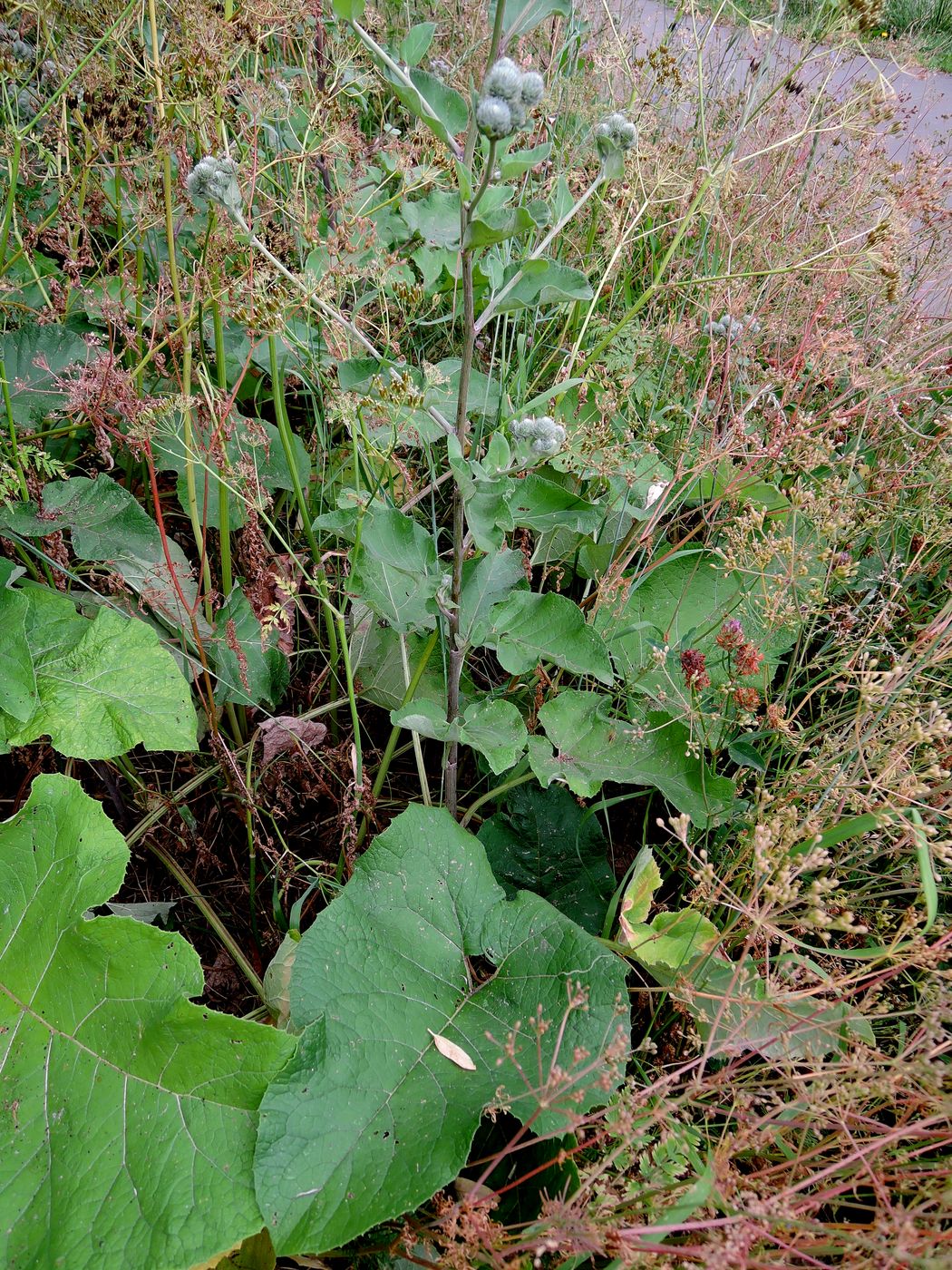 Изображение особи Arctium tomentosum.