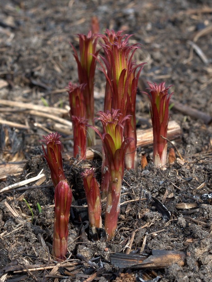 Image of Chamaenerion angustifolium specimen.