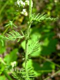 Image of taxon representative. Author is Николай Груданов