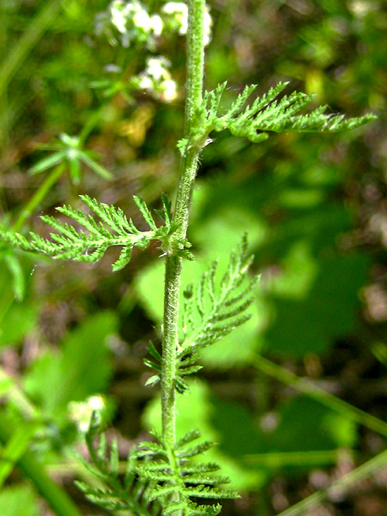 Image of Achillea nobilis specimen.