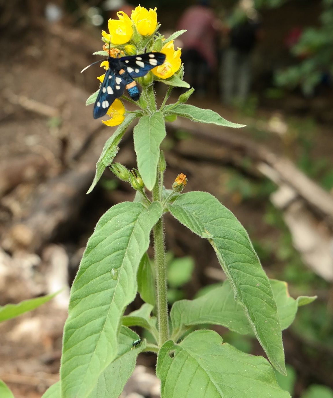 Изображение особи Lysimachia verticillaris.