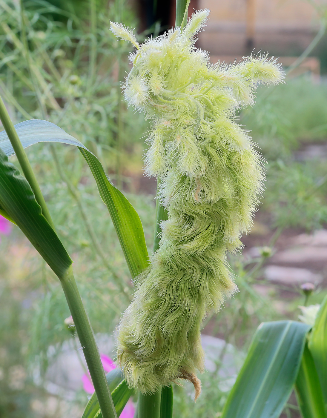 Image of Setaria italica specimen.