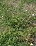 Astragalus falcatus. Плодоносящее растение. Карачаево-Черкесия, г. Теберда, у дороги вдоль пастбища. 17.07.2018.