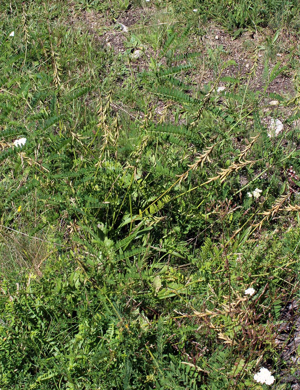 Image of Astragalus falcatus specimen.