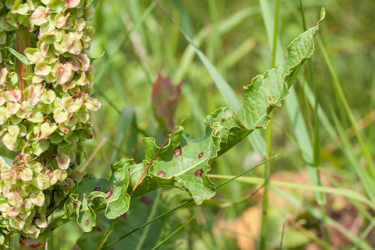 Image of Rumex longifolius specimen.