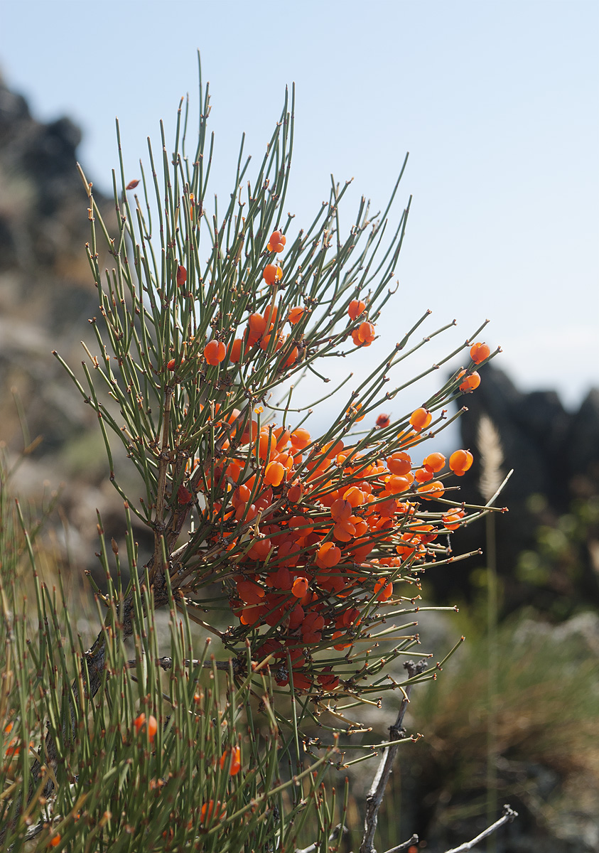 Image of Ephedra equisetina specimen.