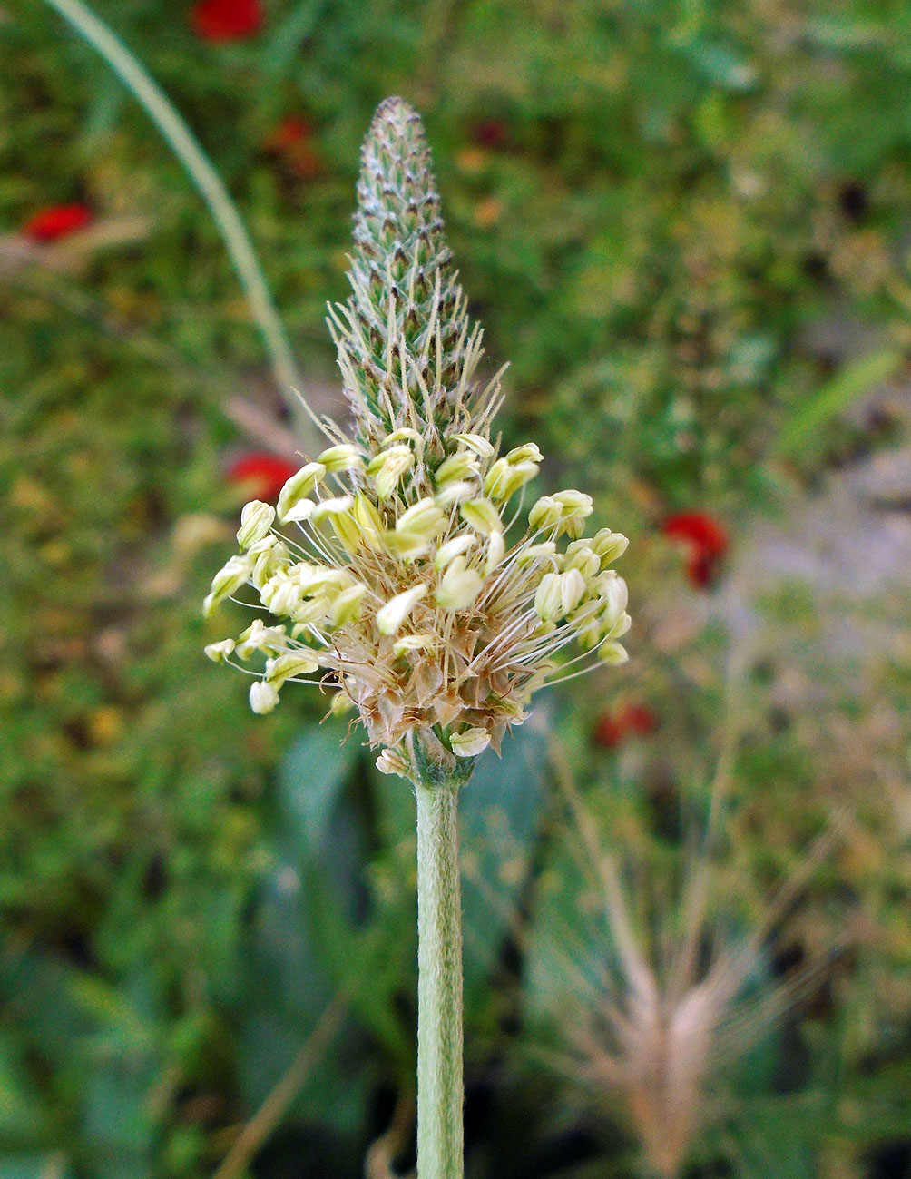 Image of Plantago lanceolata specimen.