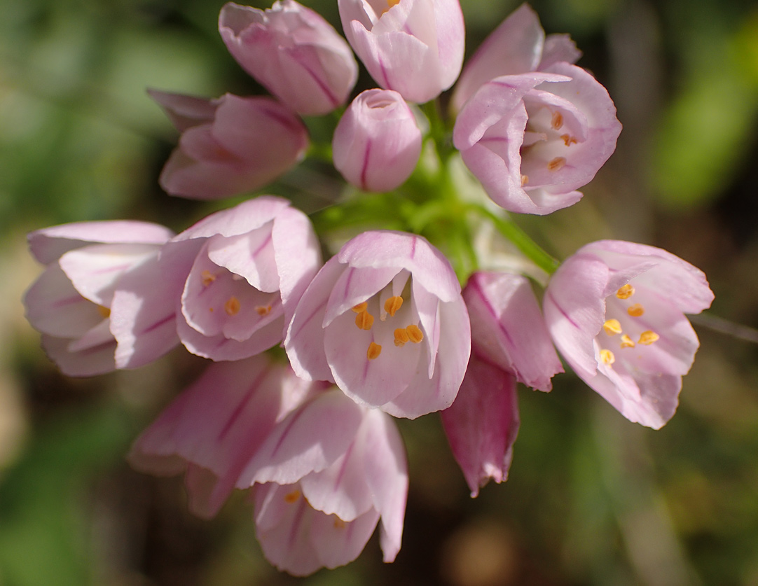 Image of Allium roseum specimen.