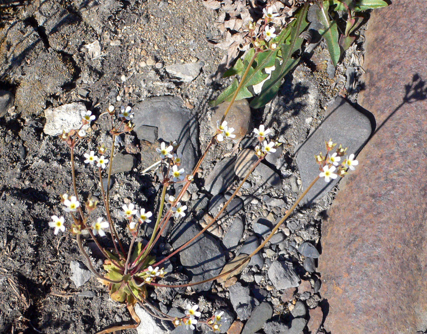 Image of Androsace septentrionalis specimen.