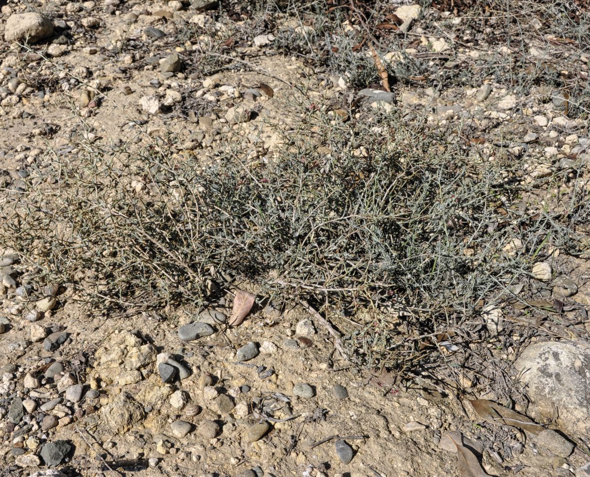Image of Noaea mucronata specimen.