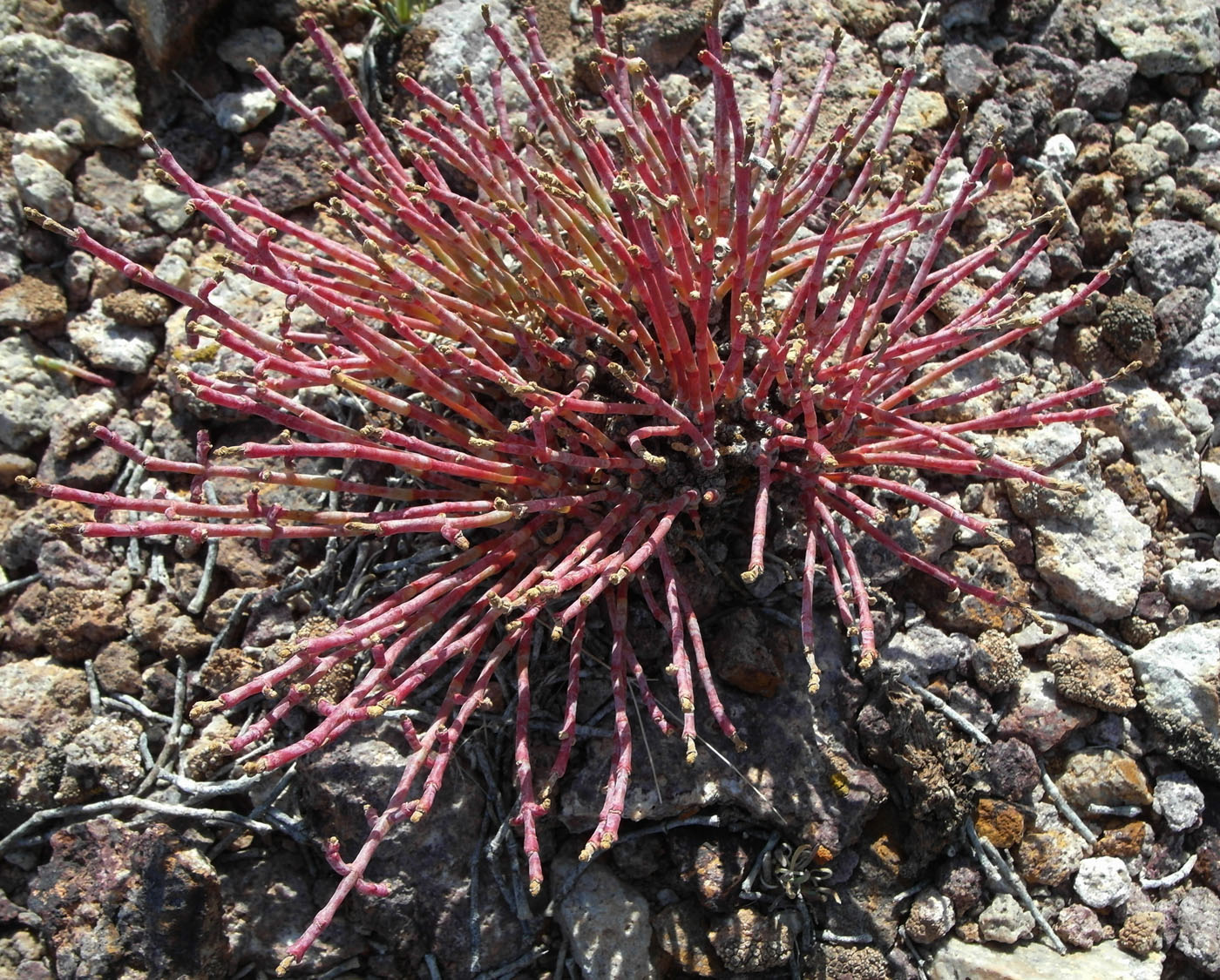 Изображение особи Anabasis truncata.