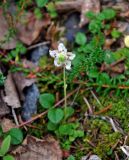 Moneses uniflora. Цветущее растение. Мурманская обл., Хибины, северный склон г. Куэльпорр, ≈ 550 м н.у.м., смешанный лес. 05.08.2018.