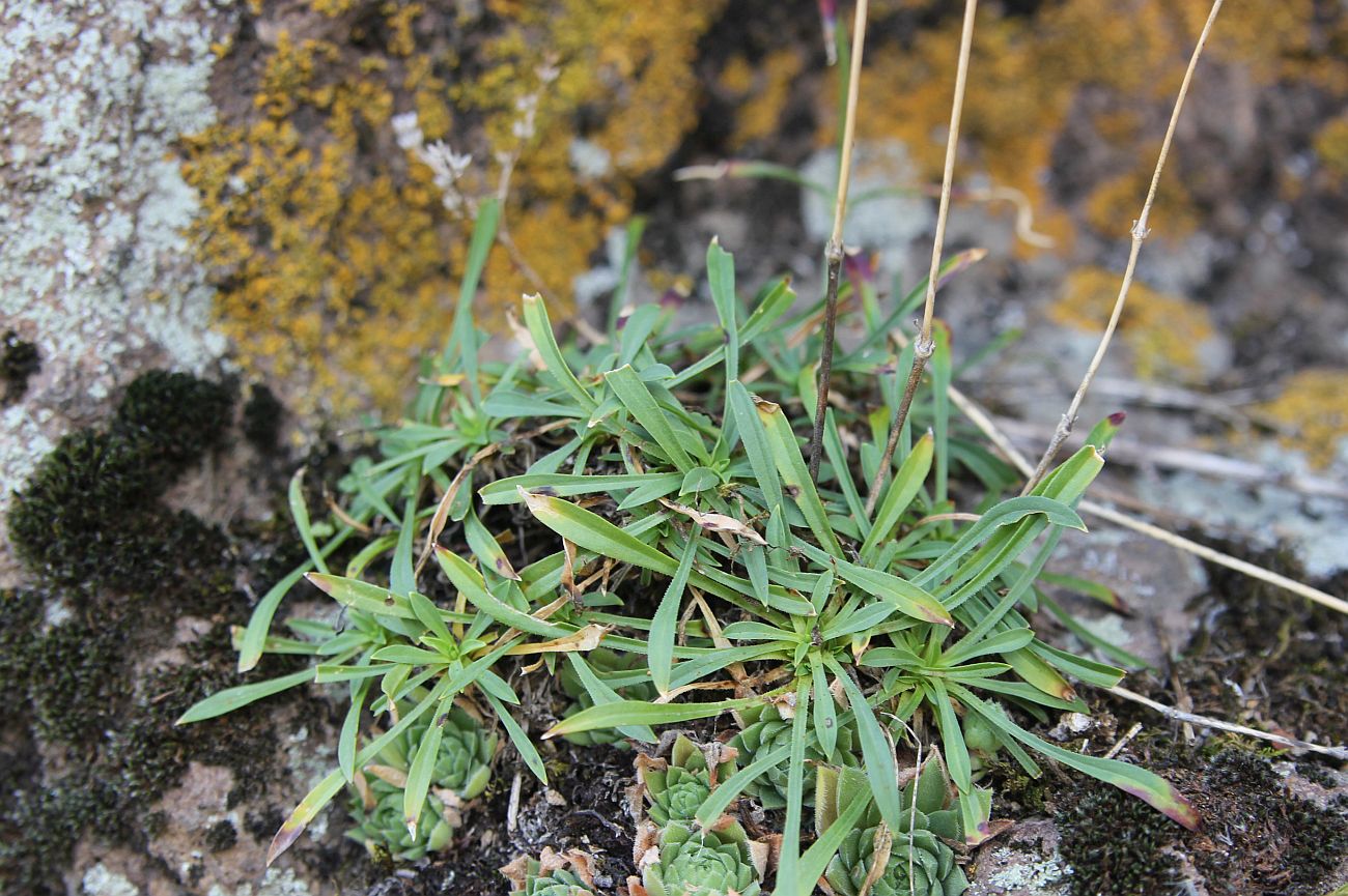 Изображение особи Silene saxatilis.