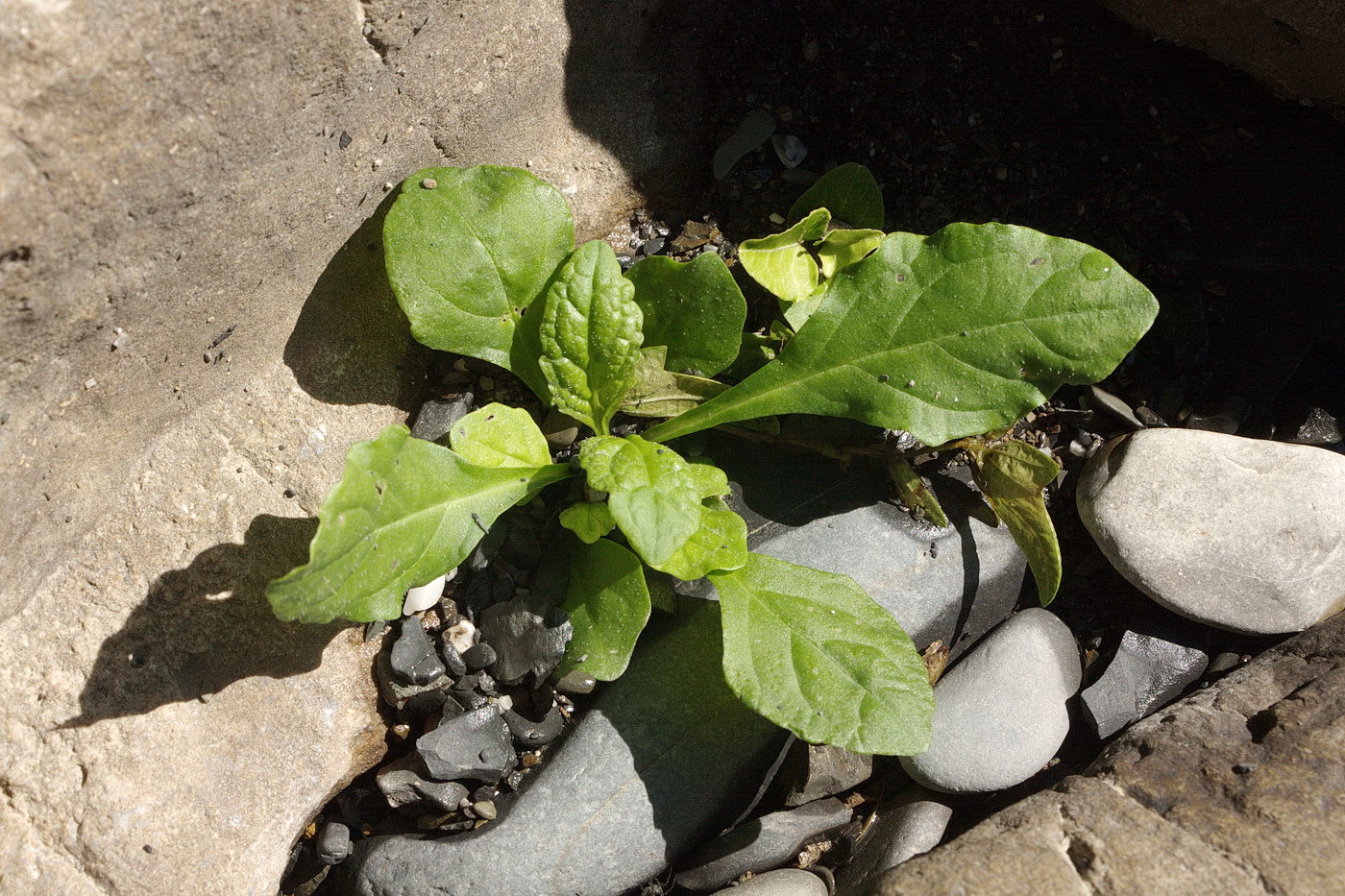 Image of Ajuga reptans specimen.