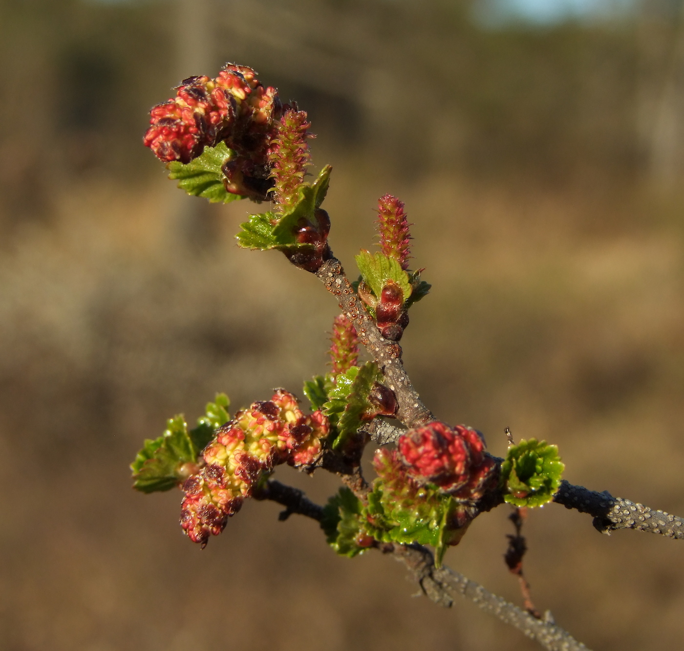 Image of Betula divaricata specimen.