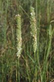 Phleum pratense