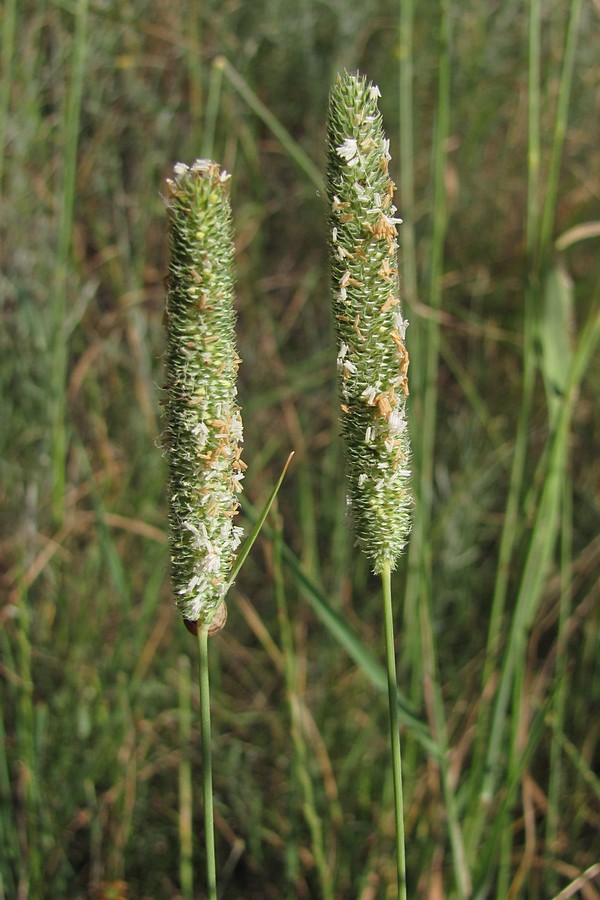 Изображение особи Phleum pratense.