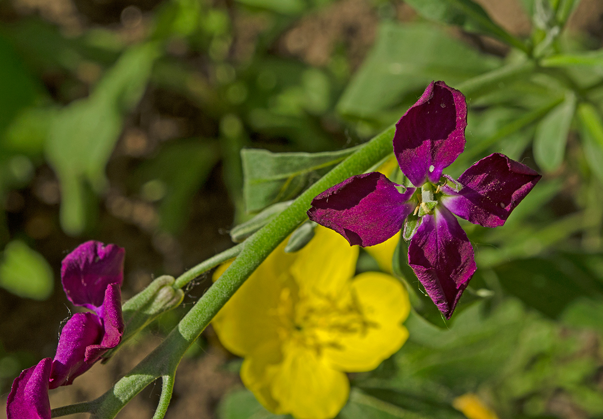 Image of Matthiola incana specimen.