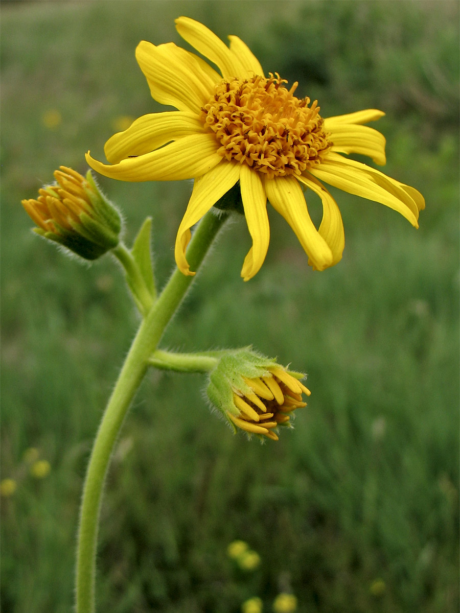 Image of Arnica montana specimen.