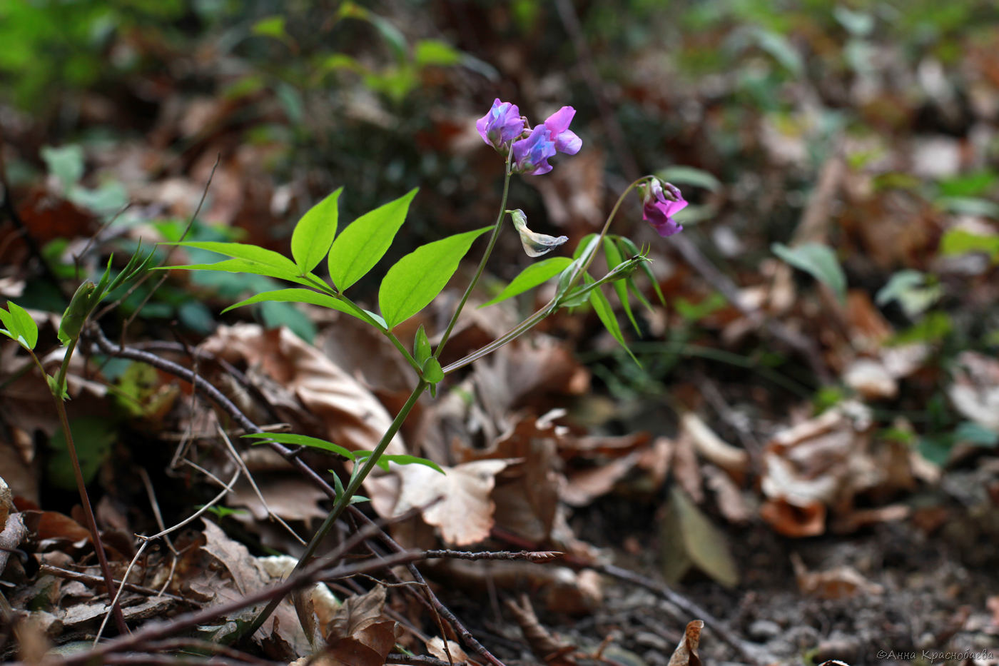 Изображение особи Lathyrus vernus.