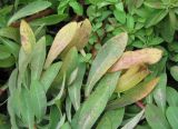 Euphorbia stricta