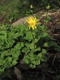 Doronicum carpaticum