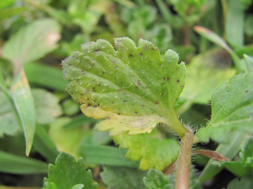 Image of Veronica persica specimen.