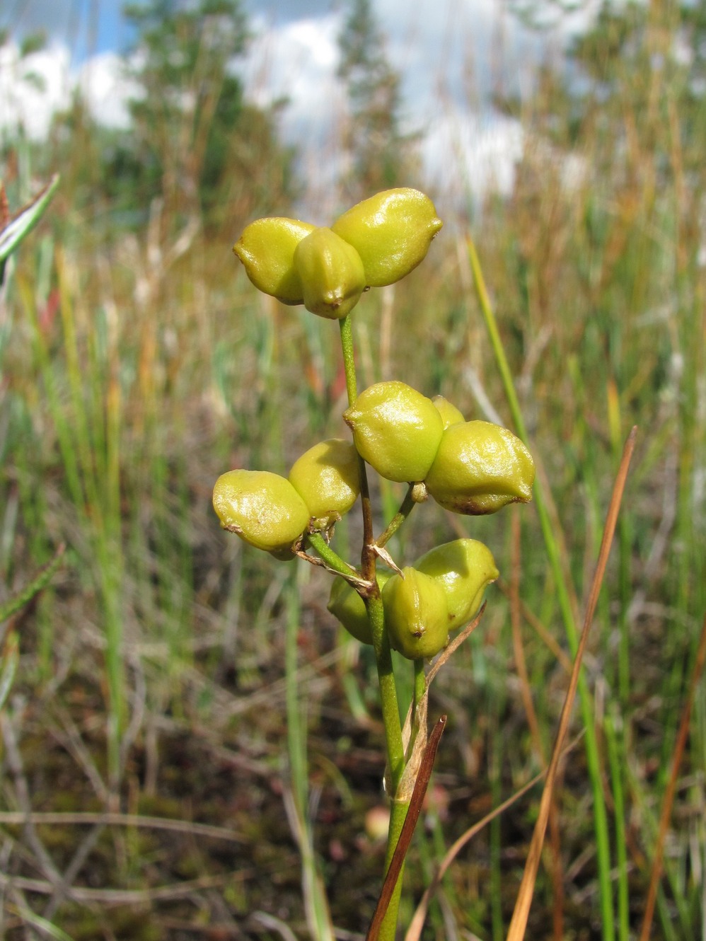 Image of Scheuchzeria palustris specimen.