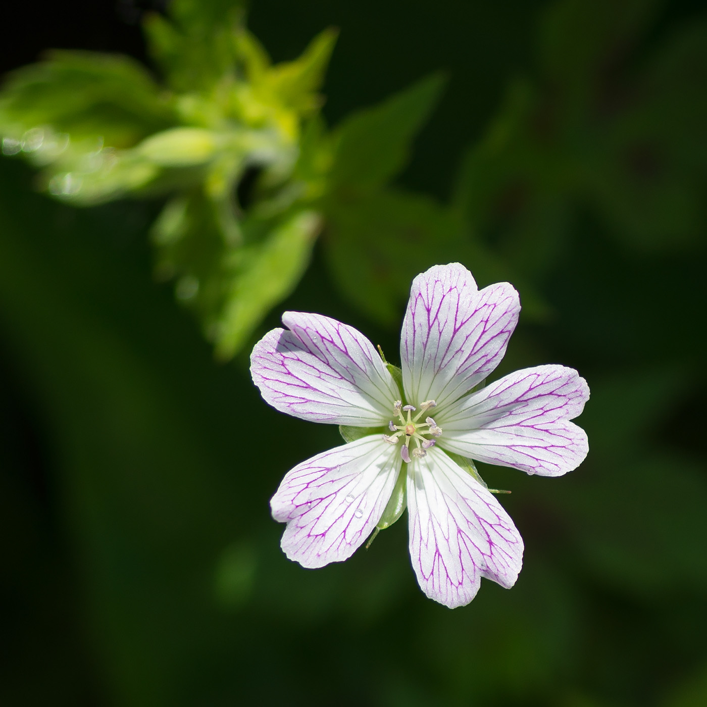 Изображение особи род Geranium.