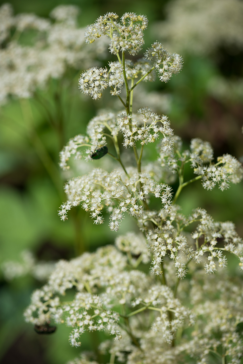 Изображение особи Rodgersia aesculifolia.