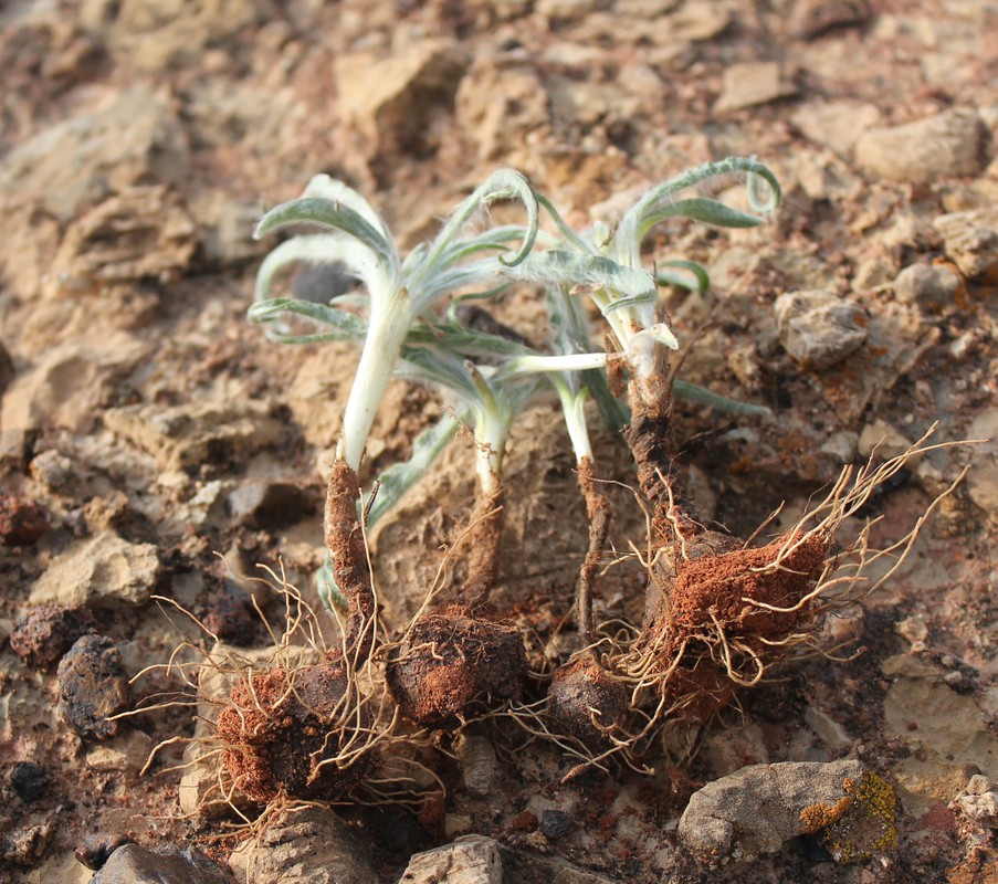 Image of genus Scorzonera specimen.