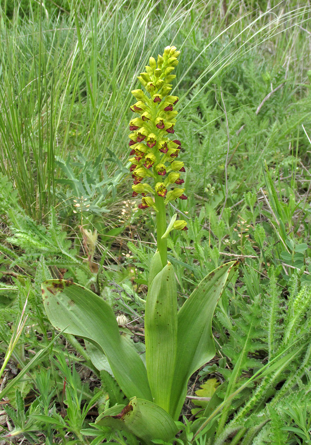 Изображение особи Orchis punctulata.