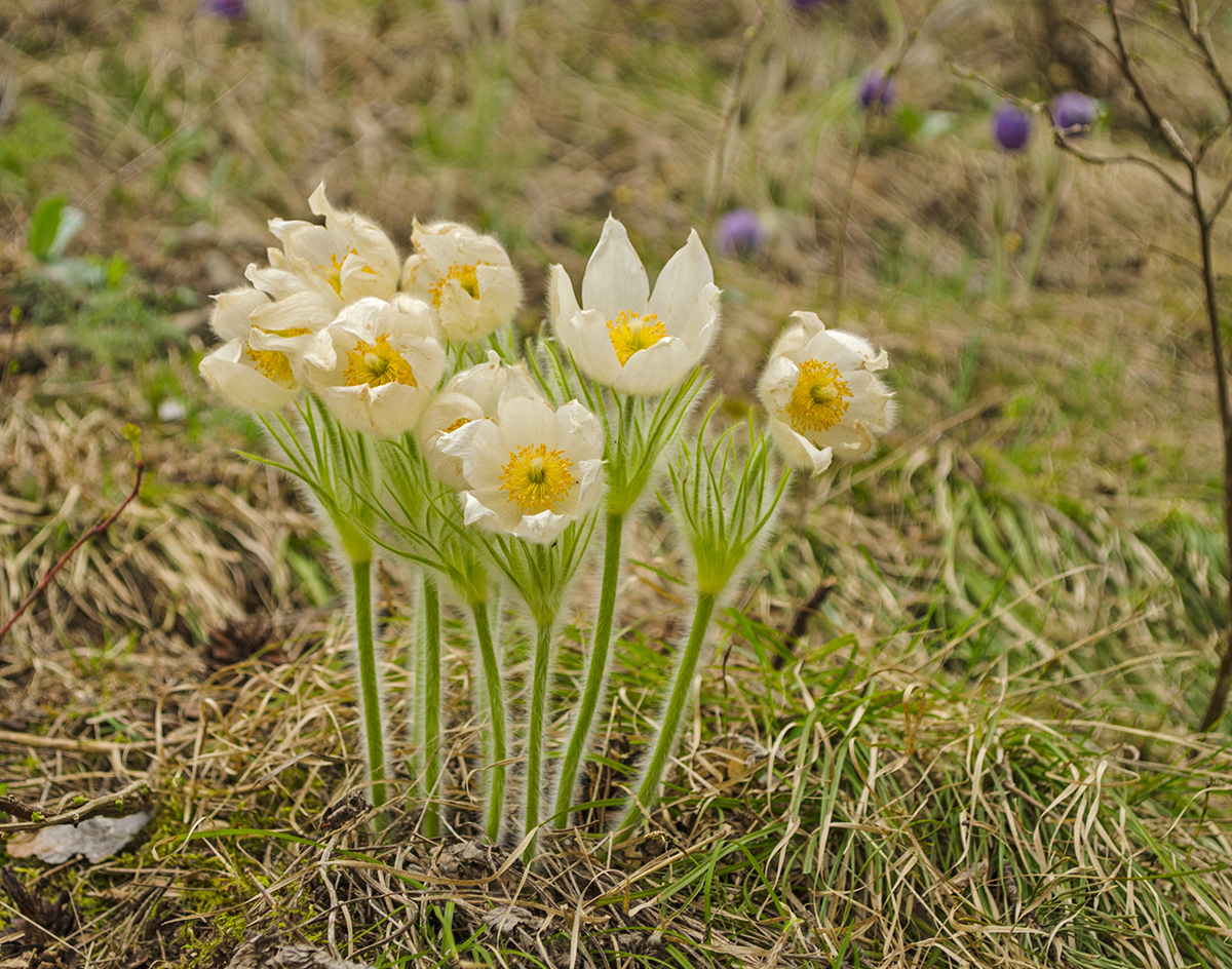 Изображение особи Pulsatilla patens.
