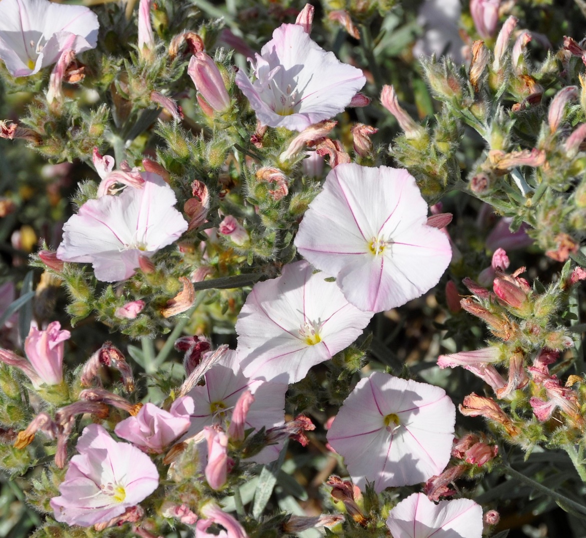 Image of Convolvulus oleifolius specimen.