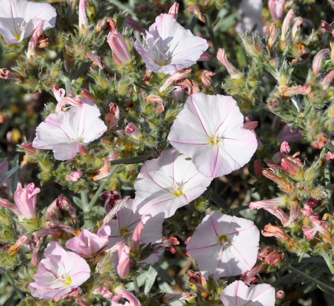 Изображение особи Convolvulus oleifolius.