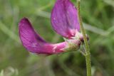 Vicia subvillosa