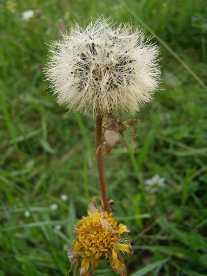 Image of Arnica montana specimen.