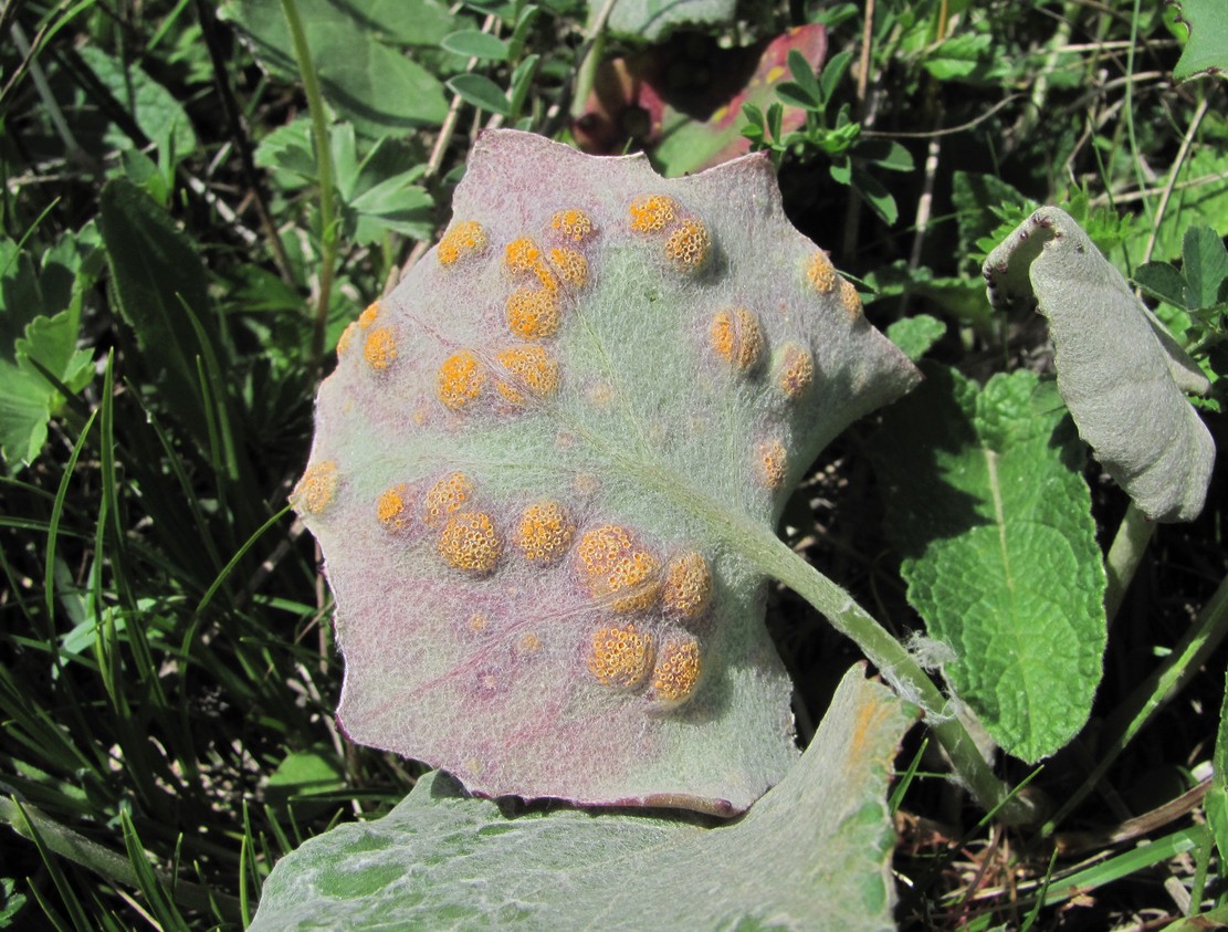 Image of Tussilago farfara specimen.