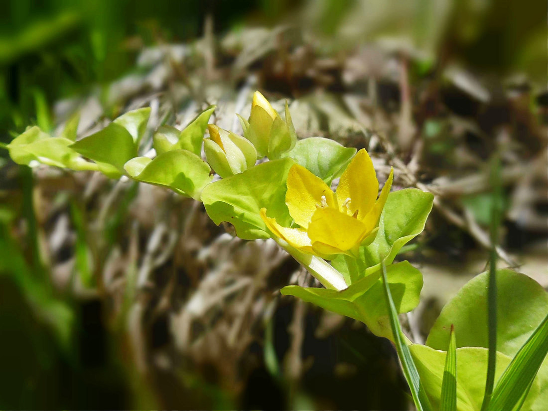 Изображение особи Lysimachia nummularia.