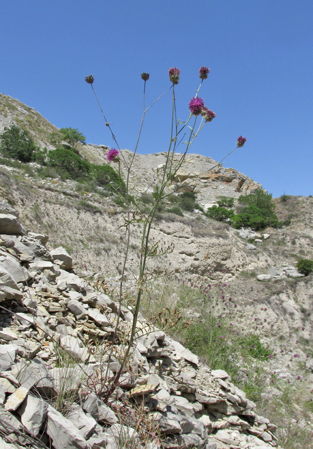 Image of Centaurea carduiformis specimen.