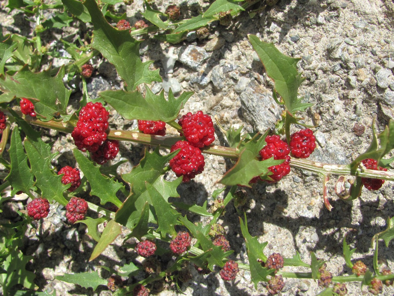 Image of Blitum virgatum specimen.