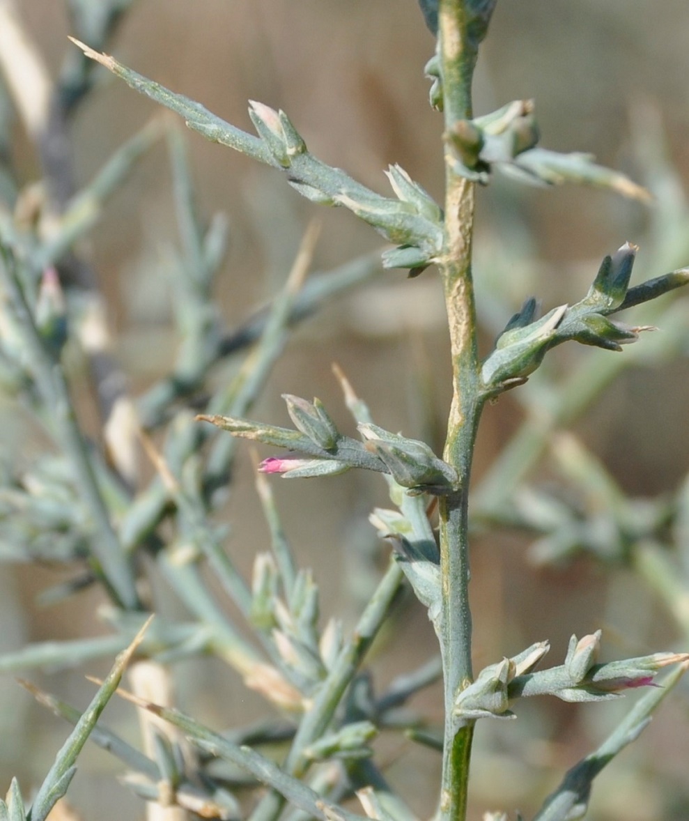 Image of Noaea mucronata specimen.