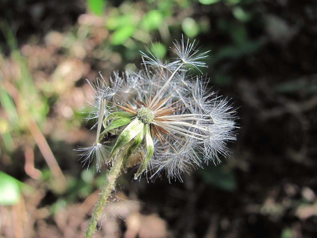 Image of Crepis marschallii specimen.