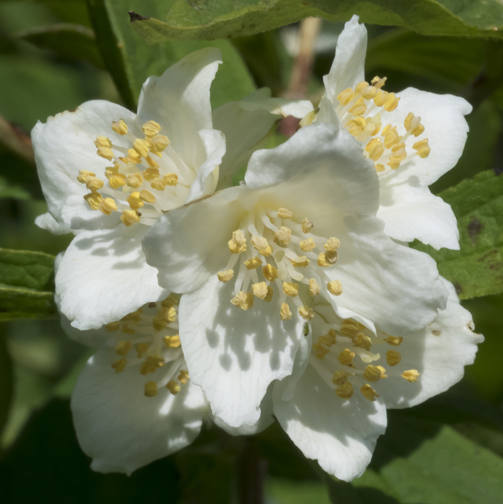 Image of Philadelphus caucasicus specimen.