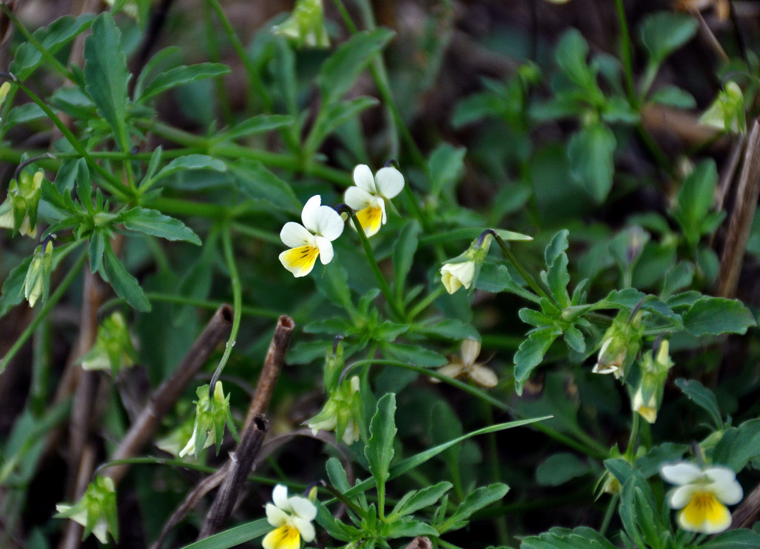 Image of Viola arvensis specimen.