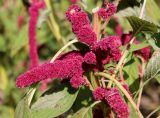 Amaranthus caudatus. Соплодия. Китай, Харбин, Хэйлунцзянский лесной ботанический сад, в культуре. 06.10.2019.