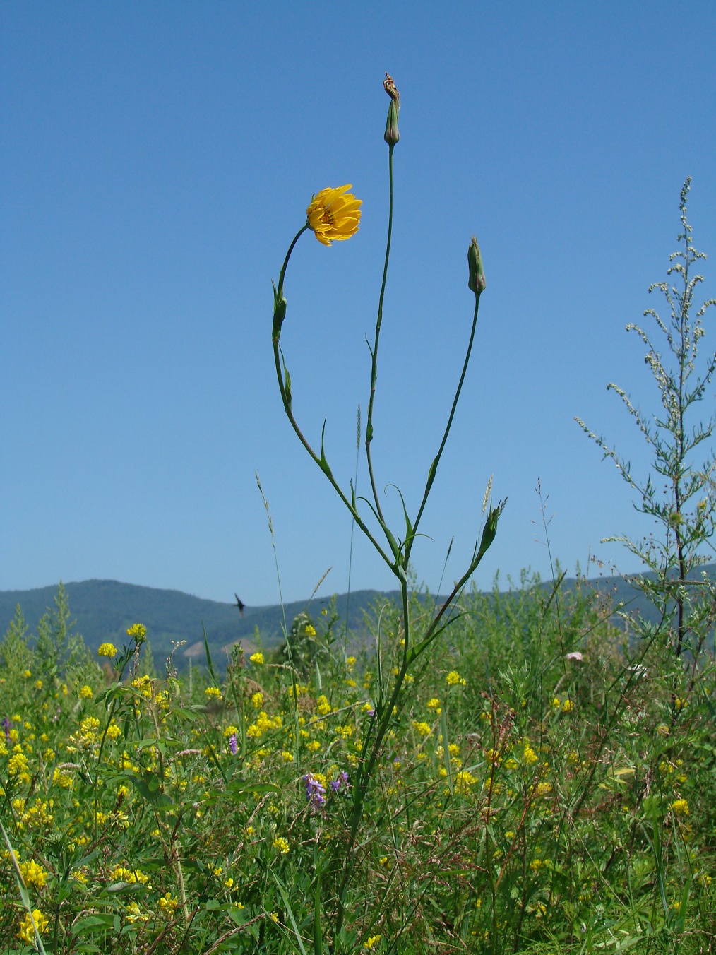 Image of Tragopogon orientalis specimen.