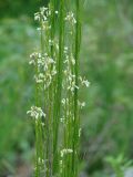 Arabis borealis. Средние части соцветий. Иркутская обл, Слюдянский р-н, окр. пос. Култук, откос насыпи автодороги Култук-Слюдянка. 24.06.2019.