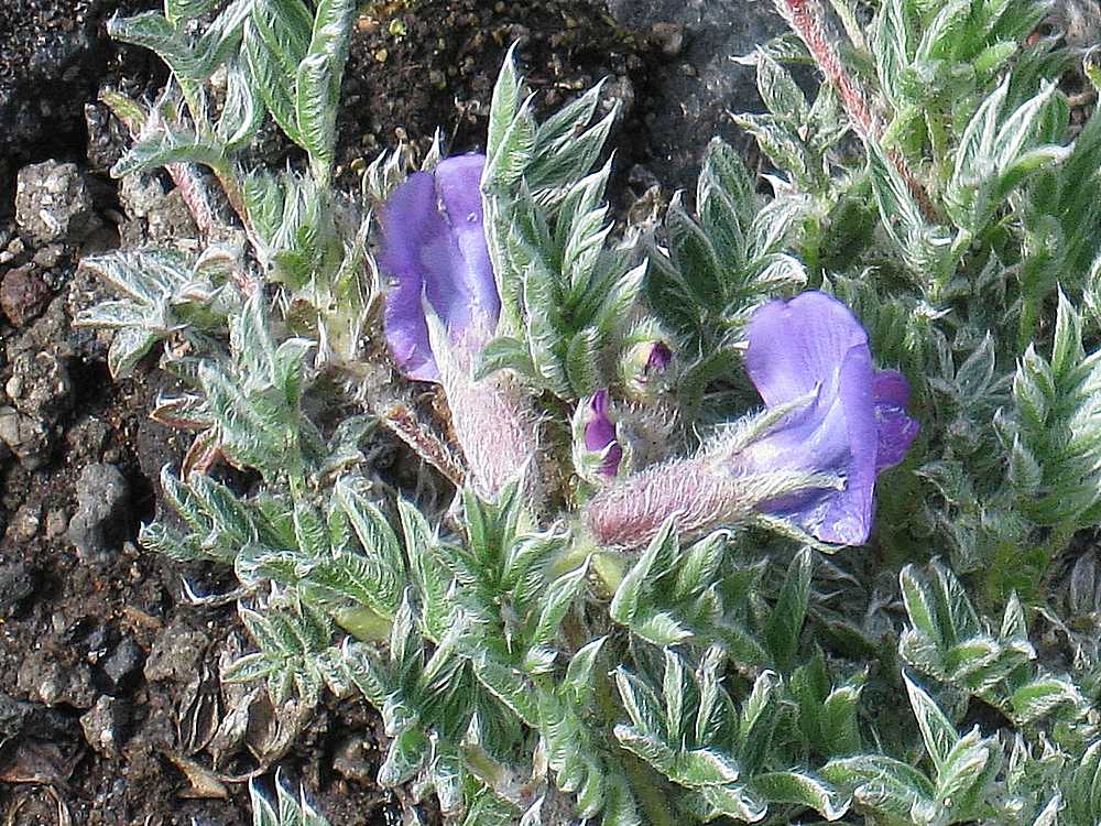 Image of Oxytropis pumilio specimen.