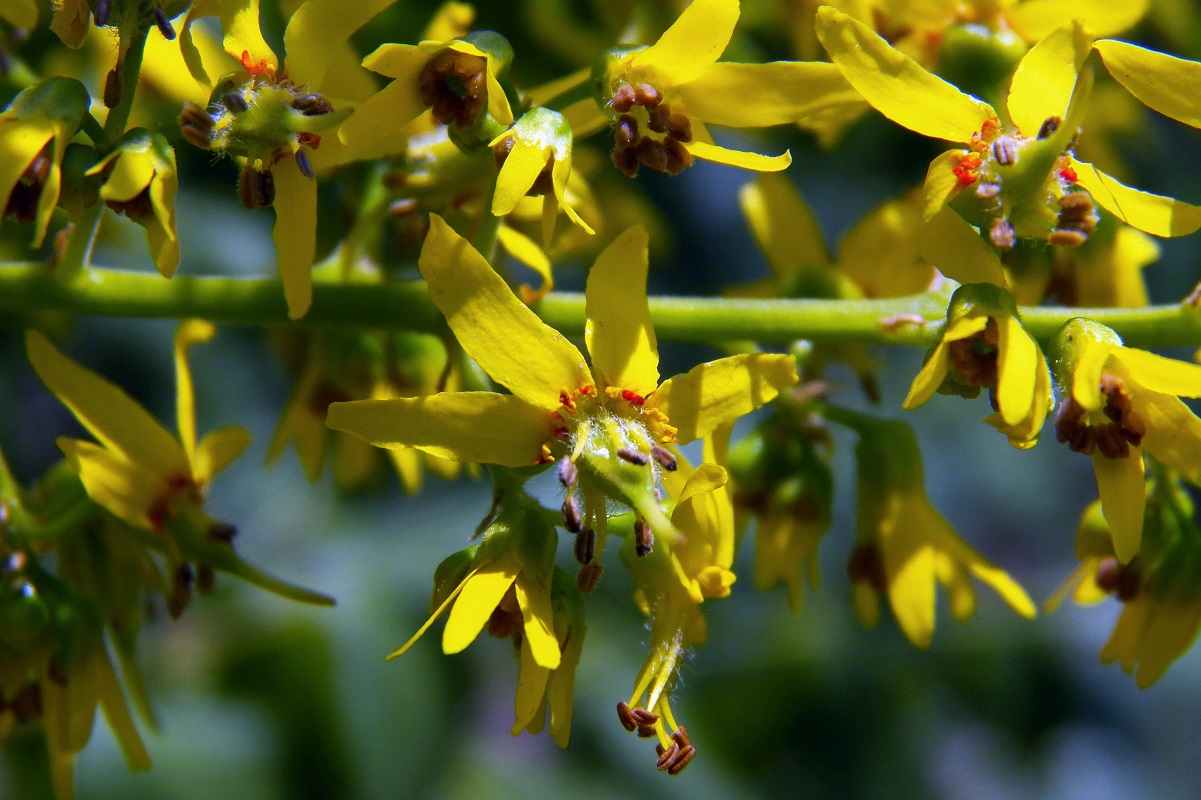 Image of Koelreuteria paniculata specimen.